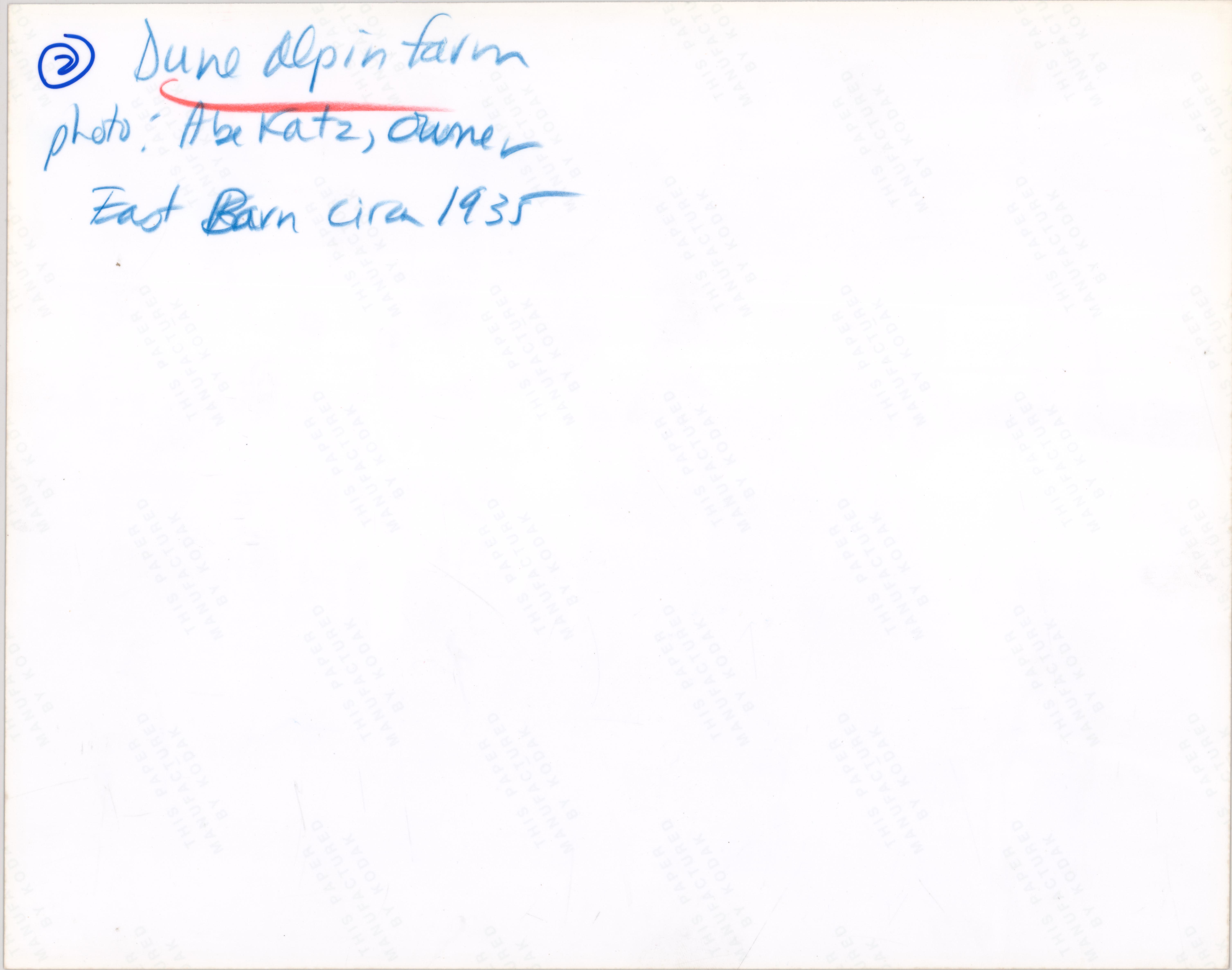 Men and Cows in the East Barn at Dune Alpin Farm, about 1935